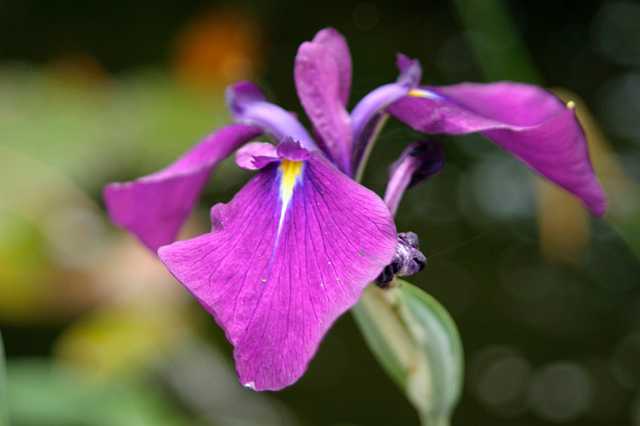 FH_VP_0057(Iris kaempferi variegata).jpg - Iris kaempferi "Variegatus" (Japanse Iris)